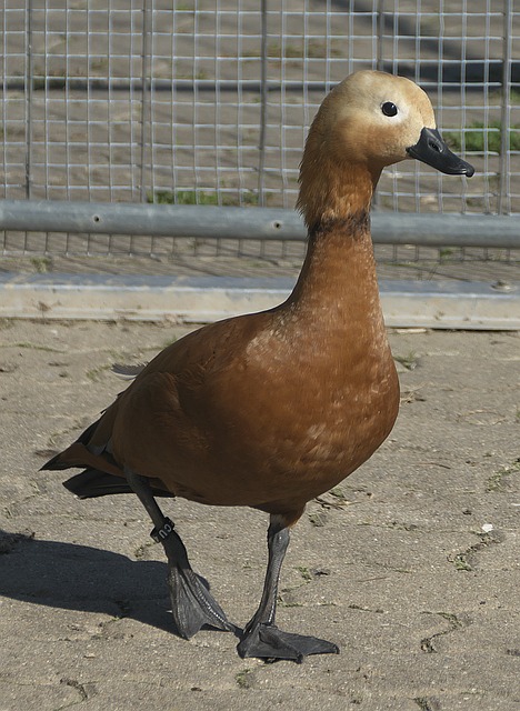 心哲科是领